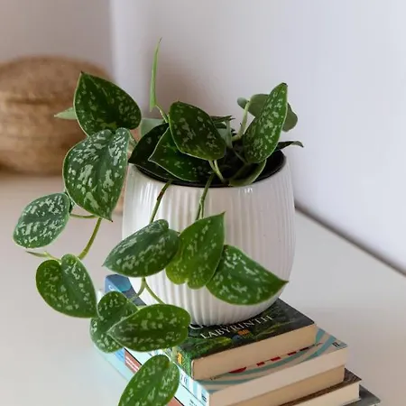 Casa Alegria Feriehus