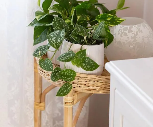 Casa Alegria Case de vacanță Olympiada