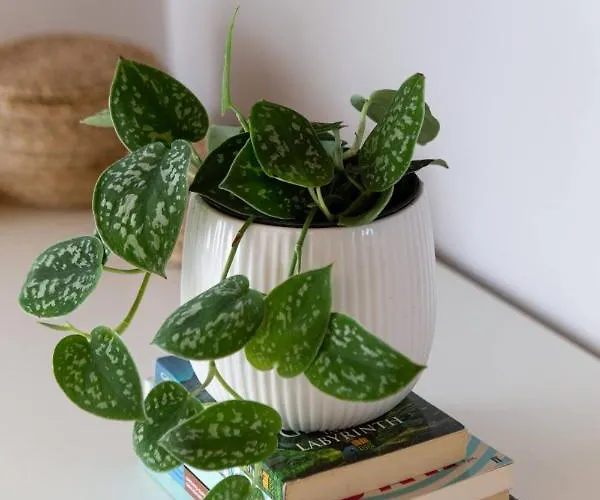 Casa Alegria 度假居